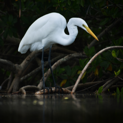 White bird